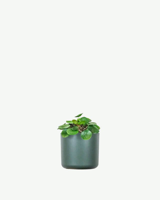 Peperomia Lemon Lime