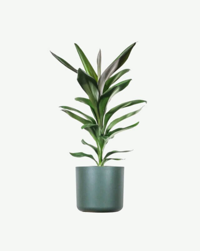 Dracaena Lisa