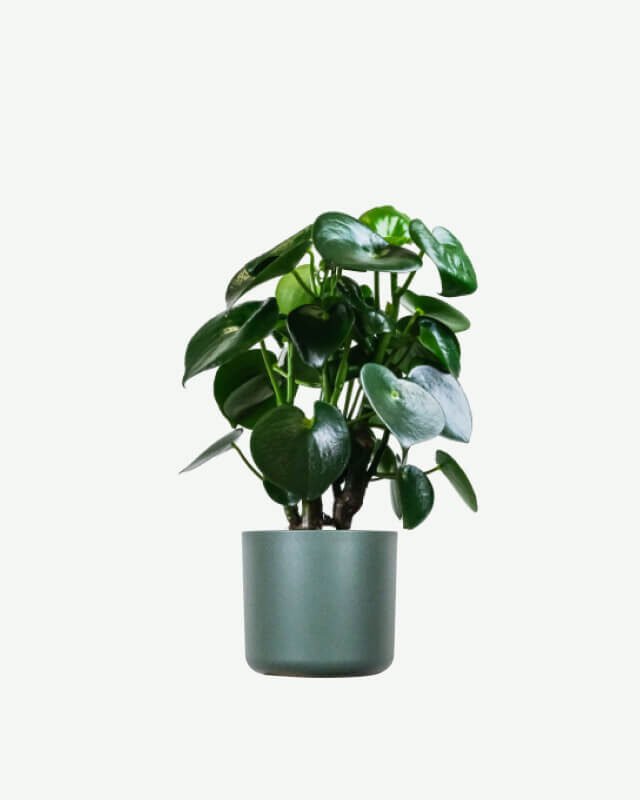 Ficus Decora Cabernet